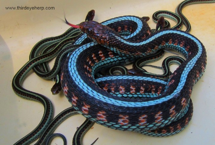 California Red-sided Garter Snakes